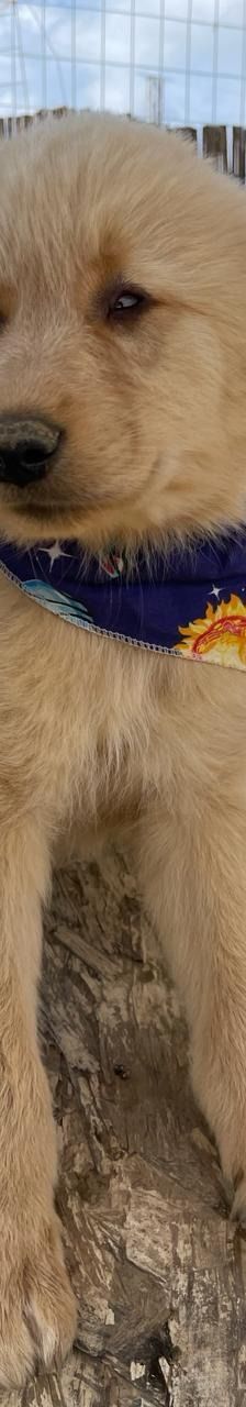 Leo – Mischling, Männchen, 4 Monate, Griechenland – Foto 12