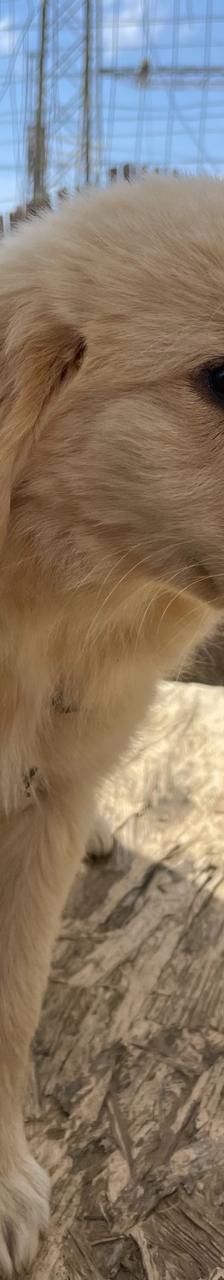 Lizzy – Mischling, Weibchen, 4 Monate, Griechenland – Foto 2