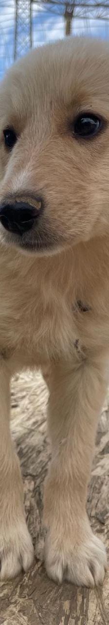 Lizzy – Mischling, Weibchen, 4 Monate, Griechenland – Foto 3