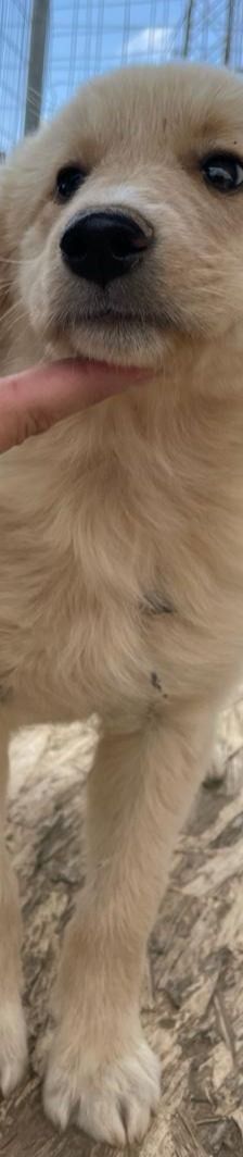 Lizzy – Mischling, Weibchen, 4 Monate, Griechenland – Foto 4