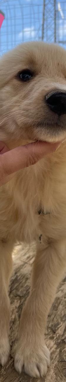 Lizzy – Mischling, Weibchen, 4 Monate, Griechenland – Foto 5