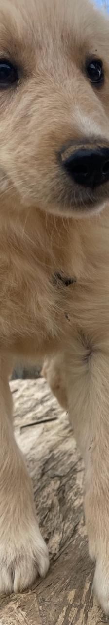Lizzy – Mischling, Weibchen, 4 Monate, Griechenland – Foto 6