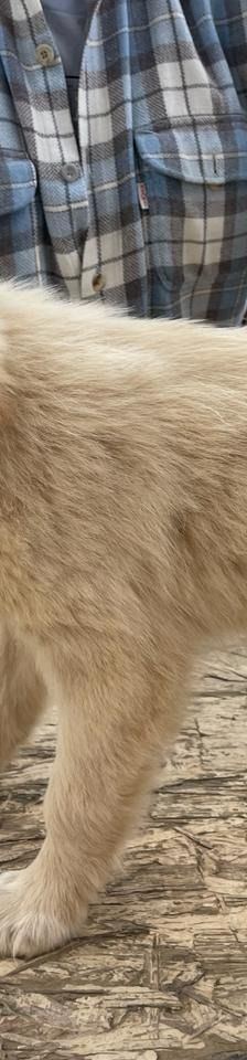 Lizzy – Mischling, Weibchen, 4 Monate, Griechenland – Foto 8
