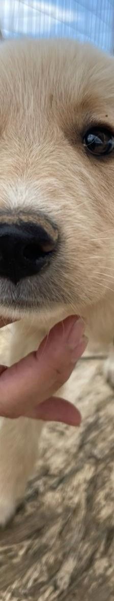 Lizzy – Mischling, Weibchen, 4 Monate, Griechenland – Foto 9