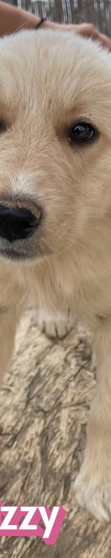 Lizzy – Mischling, Weibchen, 4 Monate, Griechenland – Foto 10