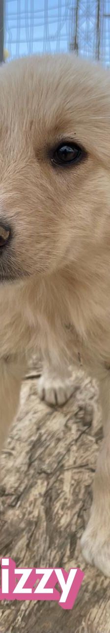 Lizzy – Mischling, Weibchen, 4 Monate, Griechenland – Foto 11
