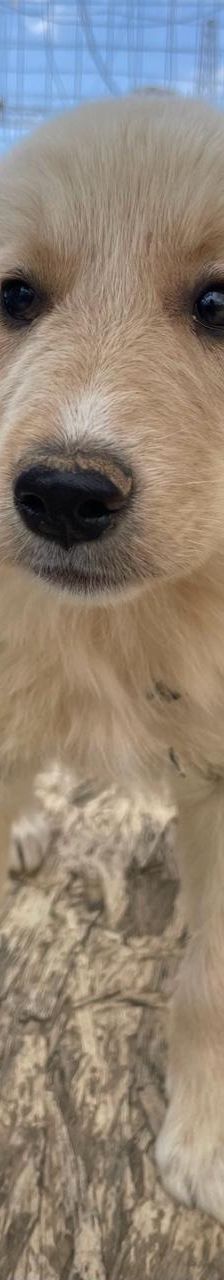 Lizzy – Mischling, Weibchen, 4 Monate, Griechenland – Foto 12