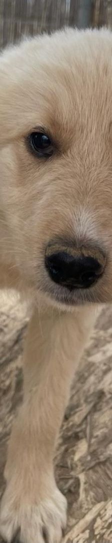 Lizzy – Mischling, Weibchen, 4 Monate, Griechenland – Foto 13