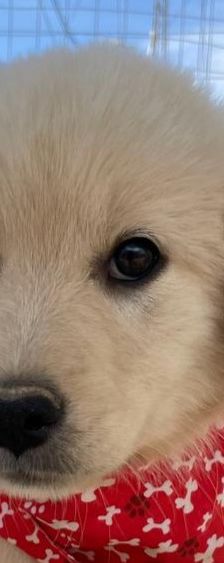 Lola – Mischling, Weibchen, 4 Monate, Griechenland – Foto 1