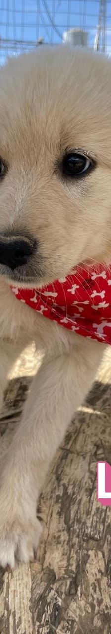 Lola – Mischling, Weibchen, 4 Monate, Griechenland – Foto 2