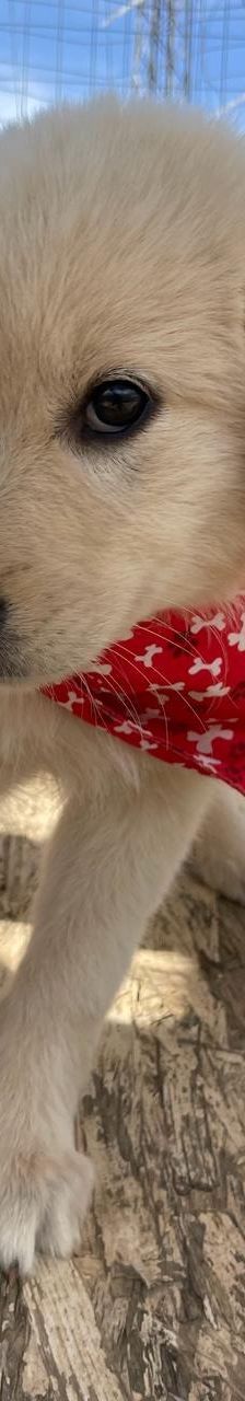 Lola – Mischling, Weibchen, 4 Monate, Griechenland – Foto 3