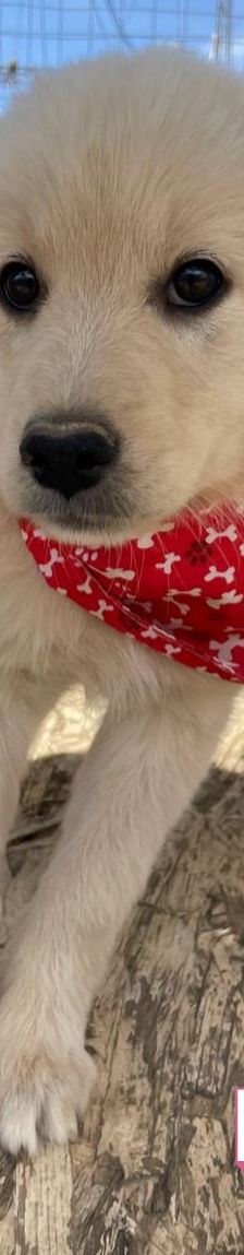 Lola – Mischling, Weibchen, 4 Monate, Griechenland – Foto 4