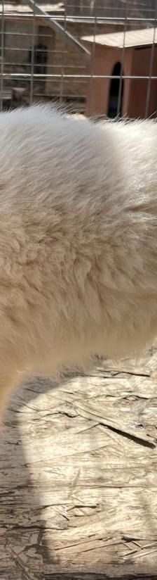 Lola – Mischling, Weibchen, 4 Monate, Griechenland – Foto 5