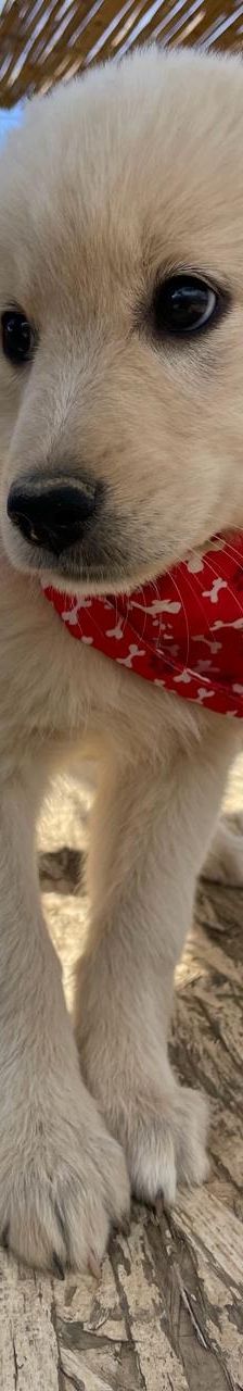 Lola – Mischling, Weibchen, 4 Monate, Griechenland – Foto 6