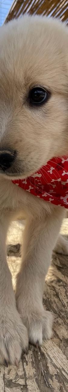 Lola – Mischling, Weibchen, 4 Monate, Griechenland – Foto 7