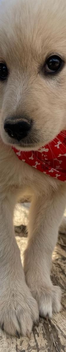 Lola – Mischling, Weibchen, 4 Monate, Griechenland – Foto 8