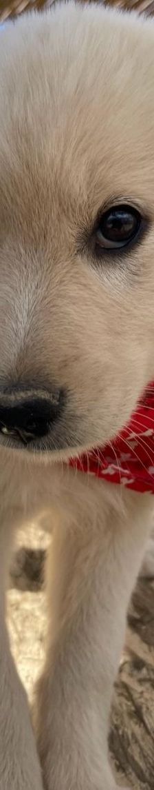 Lola – Mischling, Weibchen, 4 Monate, Griechenland – Foto 9