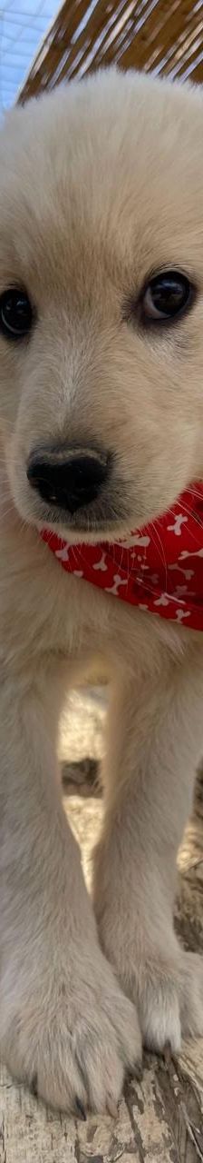 Lola – Mischling, Weibchen, 4 Monate, Griechenland – Foto 10