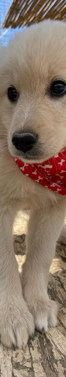 Lola – Mischling, Weibchen, 4 Monate, Griechenland – Foto 11