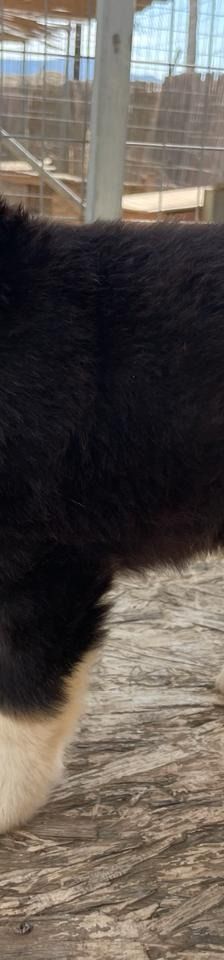 Luke – Mischling, Männchen, 4 Monate, Griechenland – Foto 2