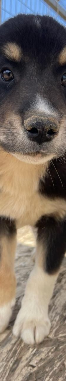 Luke – Mischling, Männchen, 4 Monate, Griechenland – Foto 4