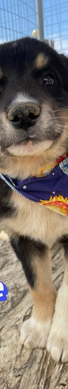 Luke – Mischling, Männchen, 4 Monate, Griechenland – Foto 6