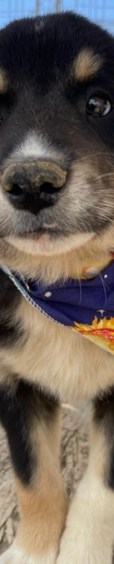 Luke – Mischling, Männchen, 4 Monate, Griechenland – Foto 7