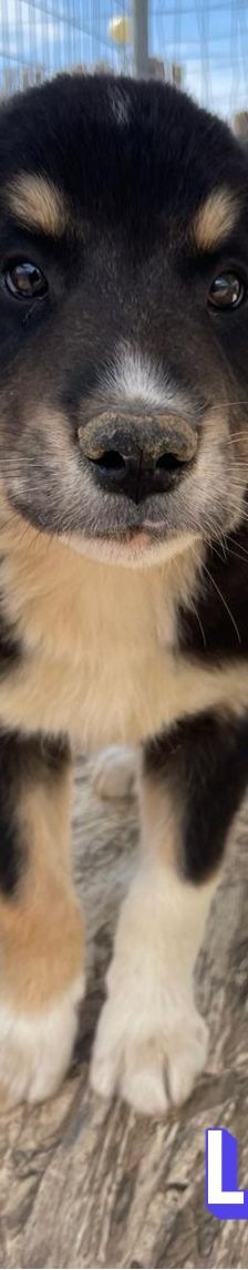 Luke – Mischling, Männchen, 4 Monate, Griechenland – Foto 10