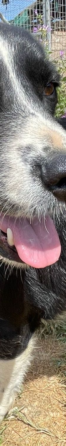 Liberty – Mischling, Weibchen, 4 Jahre 9 Monate, Griechenland – Foto 2