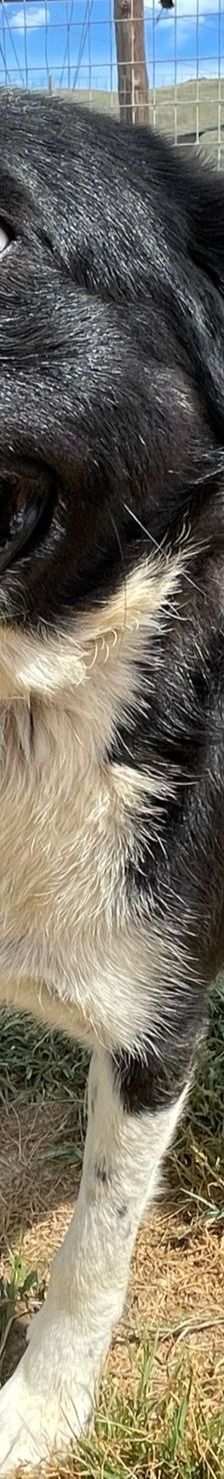 Liberty – Mischling, Weibchen, 4 Jahre 9 Monate, Griechenland – Foto 3
