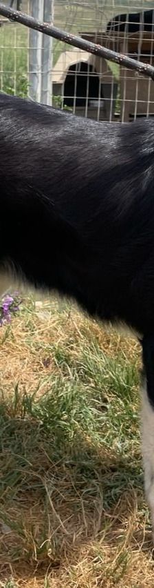 Liberty – Mischling, Weibchen, 4 Jahre 9 Monate, Griechenland – Foto 7