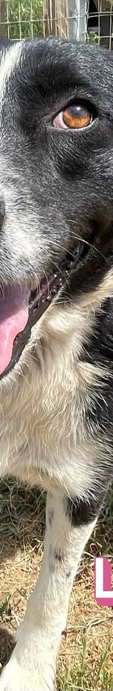 Liberty – Mischling, Weibchen, 4 Jahre 9 Monate, Griechenland – Foto 11