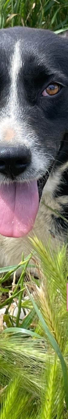 Liberty – Mischling, Weibchen, 4 Jahre 9 Monate, Griechenland – Foto 12
