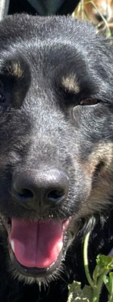 Carrie – Mischling, Unbekannt, 1 Jahr 2 Monate, Griechenland – Foto 1