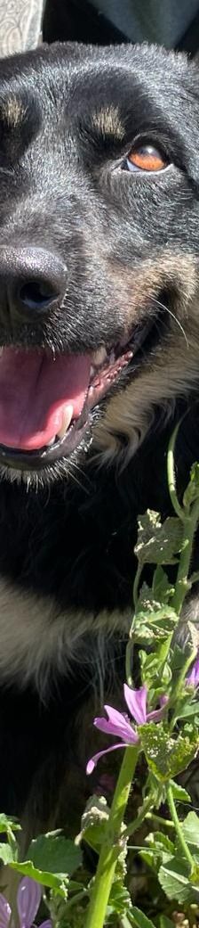 Carrie – Mischling, Unbekannt, 1 Jahr 2 Monate, Griechenland – Foto 2