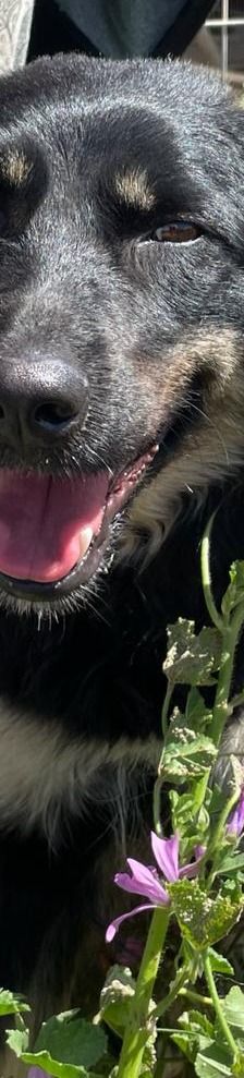 Carrie – Mischling, Unbekannt, 1 Jahr 2 Monate, Griechenland – Foto 3