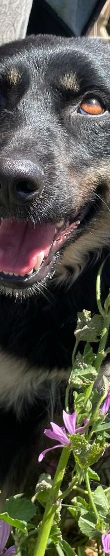 Carrie – Mischling, Unbekannt, 1 Jahr 2 Monate, Griechenland – Foto 4