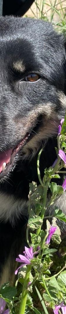 Carrie – Mischling, Unbekannt, 1 Jahr 2 Monate, Griechenland – Foto 5