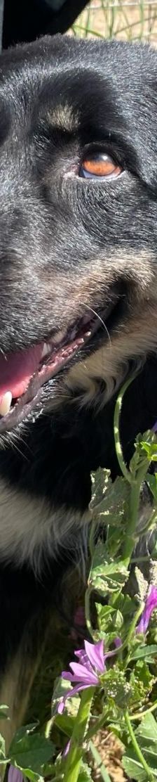 Carrie – Mischling, Unbekannt, 1 Jahr 2 Monate, Griechenland – Foto 6