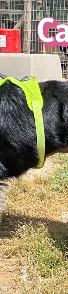 Carrie – Mischling, Unbekannt, 1 Jahr 2 Monate, Griechenland – Foto 8