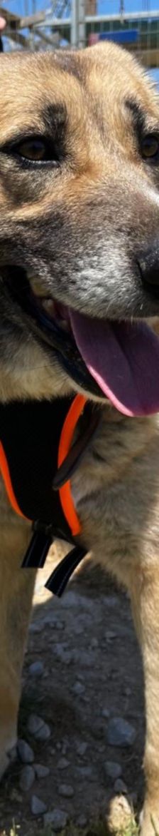 Lydia – Mischling, Weibchen, 3 Jahre 1 Monat, Griechenland – Foto 3