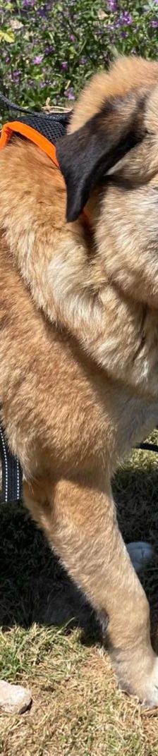Lydia – Mischling, Weibchen, 3 Jahre 1 Monat, Griechenland – Foto 4
