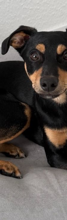 Pablo – Pinscher, Männchen, 9 Monate, 51109 Köln – Foto 1