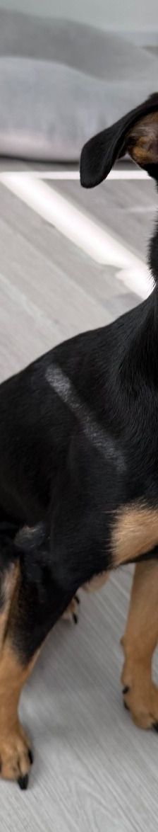 Pablo – Pinscher, Männchen, 9 Monate, 51109 Köln – Foto 3