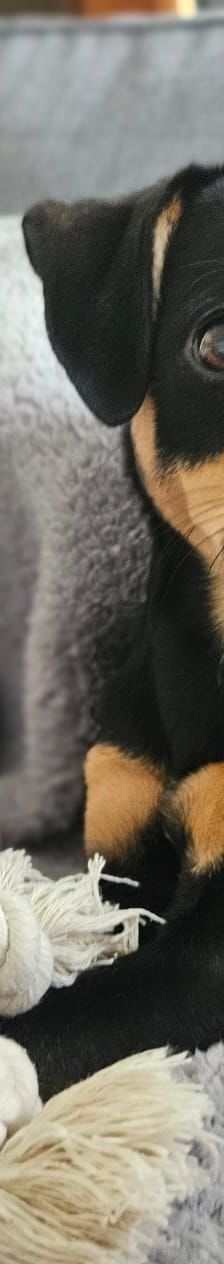 Pablo – Pinscher, Männchen, 9 Monate, 51109 Köln – Foto 4