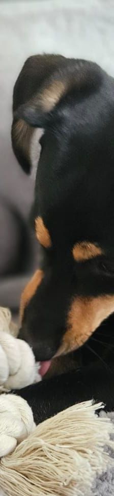 Pablo – Pinscher, Männchen, 9 Monate, 51109 Köln – Foto 6