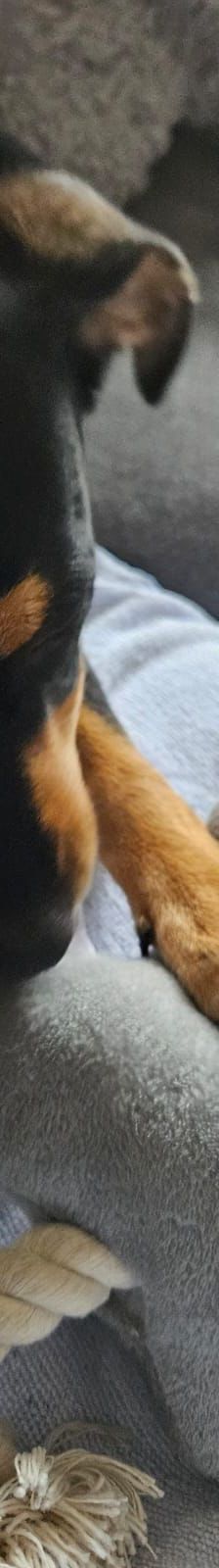 Pablo – Pinscher, Männchen, 9 Monate, 51109 Köln – Foto 9