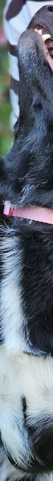 Paola – Mischling, Weibchen, 2 Jahre 10 Monate, 64756 Mossautal – Foto 4