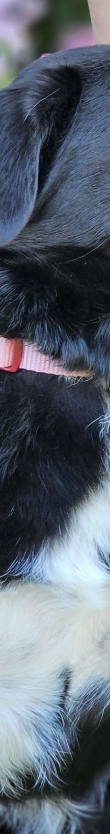 Paola – Mischling, Weibchen, 2 Jahre 10 Monate, 64756 Mossautal – Foto 5