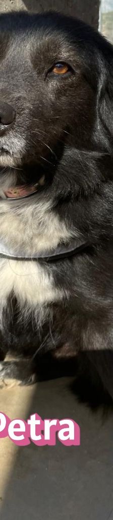 Petra – Mischling, Weibchen, 1 Jahr 7 Monate – Foto 2